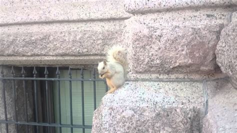 Video: White squirrel spotted in Cedar Park